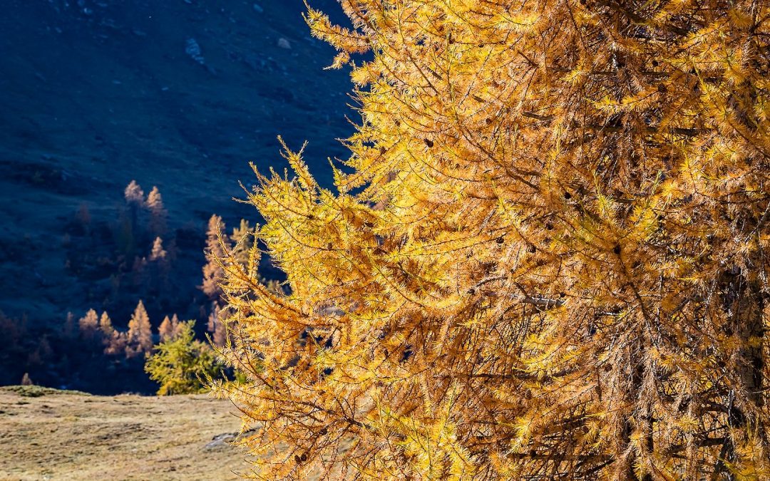 Alla scoperta del foliage d’autunno nel Parco del Mont Avic